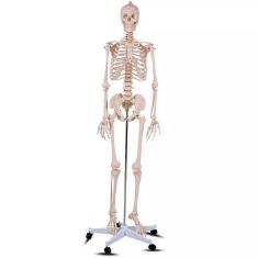 Anatómiai csontváz modell állvánnyal